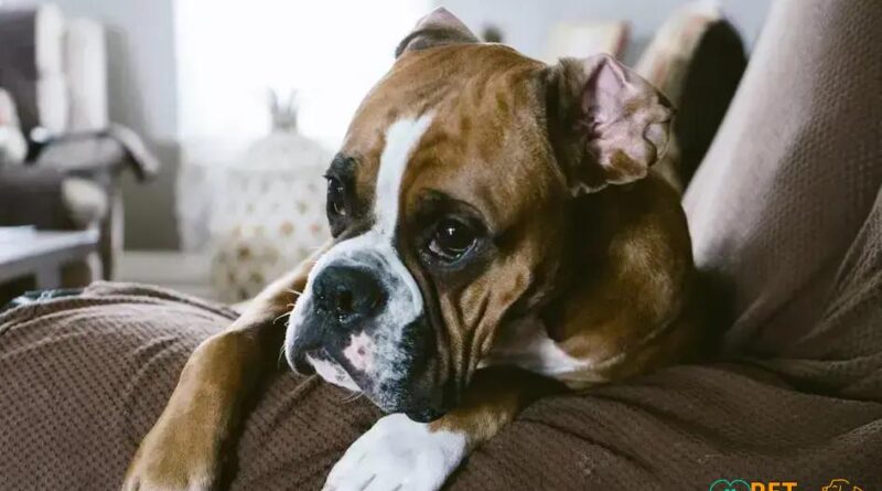 Curiosities about the Boxer: Unveil the Secrets of This Loyal Breed