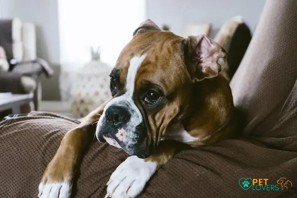 Curiosities about the Boxer: Unveil the Secrets of This Loyal Breed