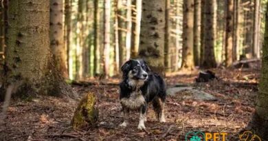 Curiosities About the Briard: Unveiling the Secrets of This Unique Breed