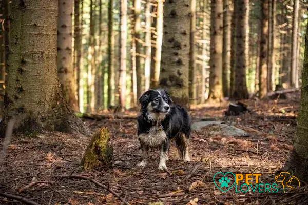 Curiosities About the Briard: Unveiling the Secrets of This Unique Breed