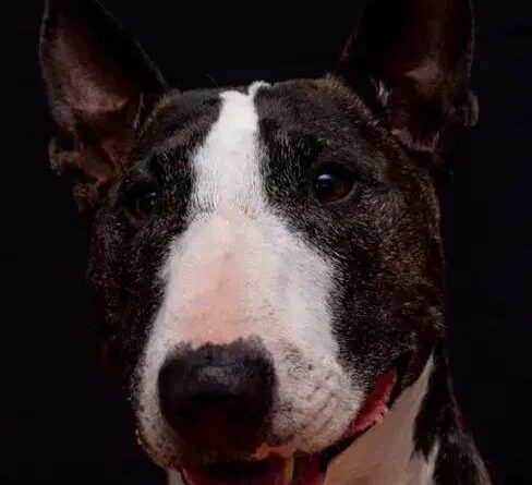 Curiosities About the Bull Terrier: Fascinating Facts Unveiled