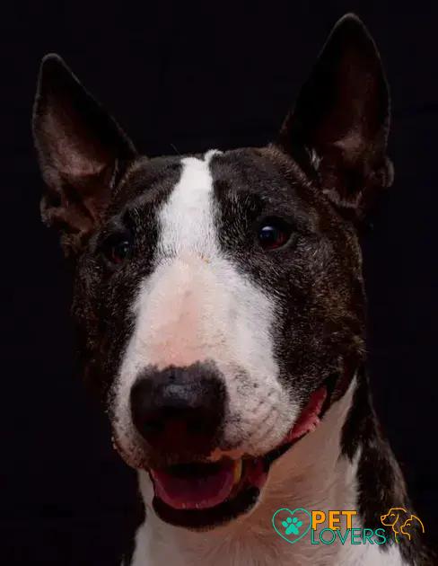 Curiosities About the Bull Terrier: Fascinating Facts Unveiled