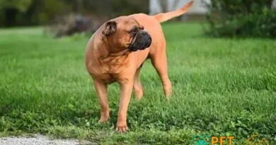 Curiosities about the Bullmastiff: Discover Fascinating Facts Today