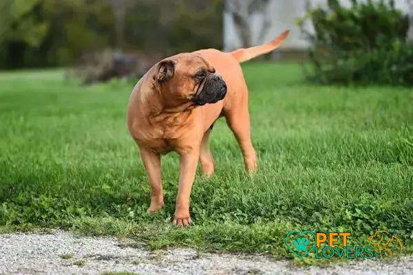 Curiosities about the Bullmastiff: Discover Fascinating Facts Today