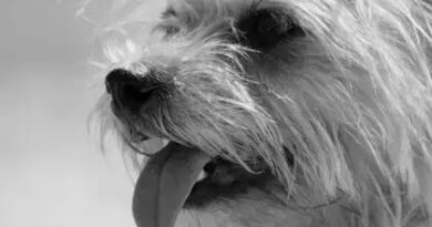 Curiosities about the Cairn Terrier: Fun Facts and History