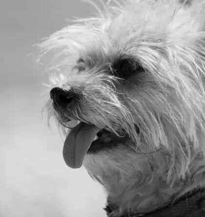 Curiosities about the Cairn Terrier: Fun Facts and History