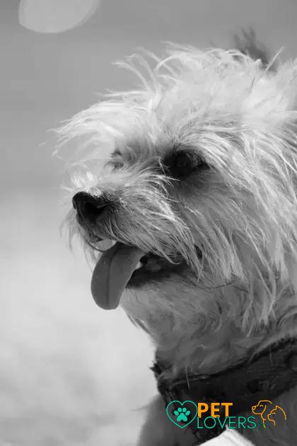 Curiosities about the Cairn Terrier: Fun Facts and History