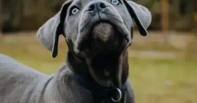 Curiosities About the Cane Corso You Probably Didn't Know