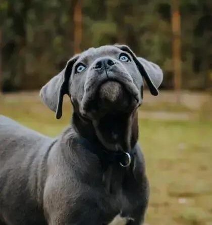 Curiosities About the Cane Corso You Probably Didn't Know