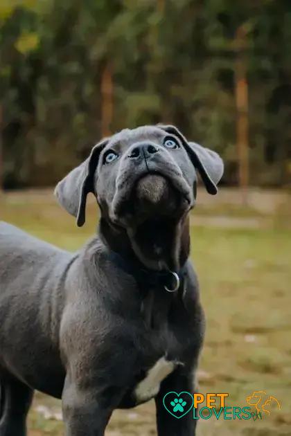 Curiosities About the Cane Corso You Probably Didn't Know