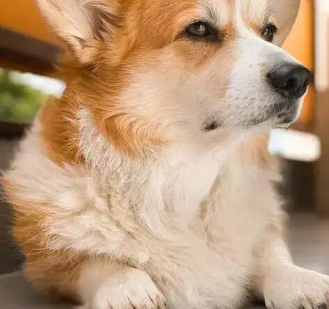 Curiosities about the Cardigan Welsh Corgi You Never Knew