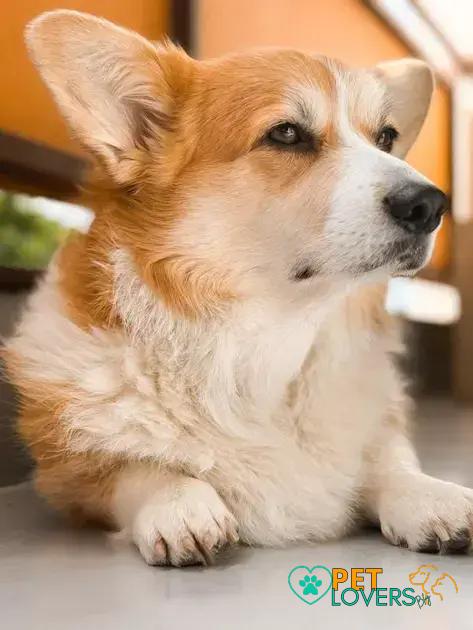 Curiosities about the Cardigan Welsh Corgi You Never Knew