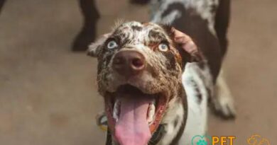 Curiosities about the Catahoula Leopard Dog: Facts You Must Know