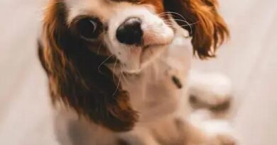 Curiosities About the Cavalier King Charles Spaniel: Fascinating Facts