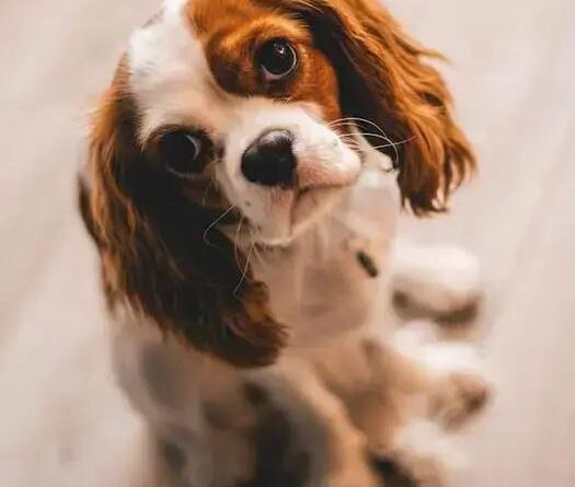 Curiosities About the Cavalier King Charles Spaniel: Fascinating Facts