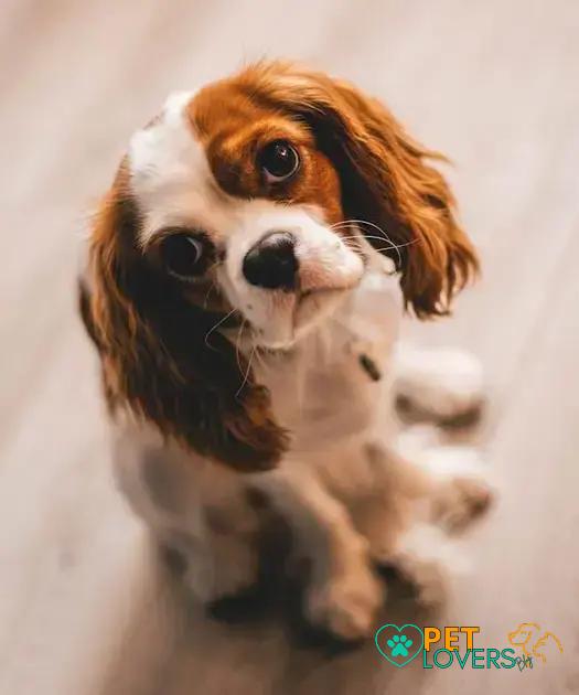 Curiosities About the Cavalier King Charles Spaniel: Fascinating Facts