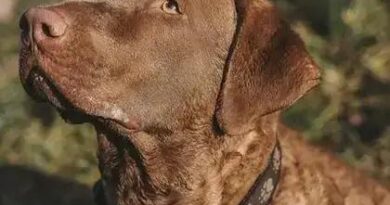 Curiosities About the Chesapeake Bay Retriever You'd Love to Know