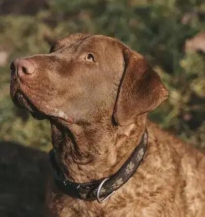 Curiosities About the Chesapeake Bay Retriever You'd Love to Know