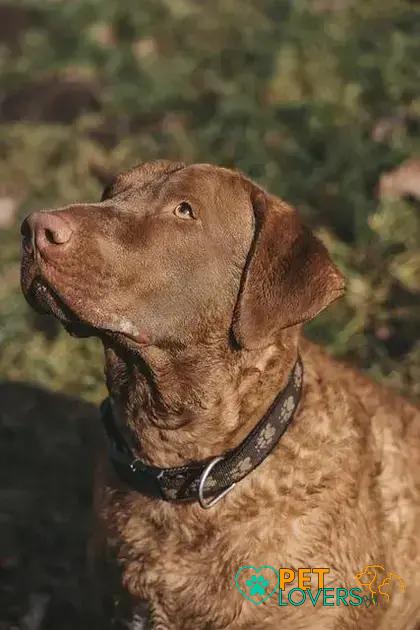 Curiosities About the Chesapeake Bay Retriever You'd Love to Know