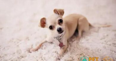 Curiosities about the Chihuahua: Interesting Facts about Tiny Companions