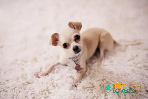 Curiosities about the Chihuahua: Interesting Facts about Tiny Companions