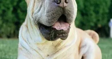 Curiosities About the Chinese Shar-Pei: Discover Unique Facts!