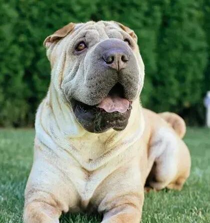 Curiosities About the Chinese Shar-Pei: Discover Unique Facts!