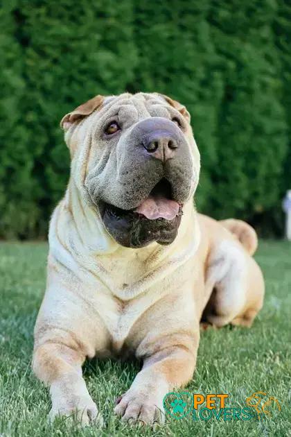 Curiosities About the Chinese Shar-Pei: Discover Unique Facts!