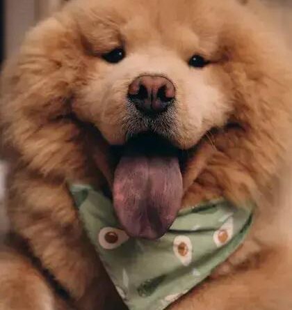 Curiosities About the Chow Chow: Discover Fascinating Facts and History