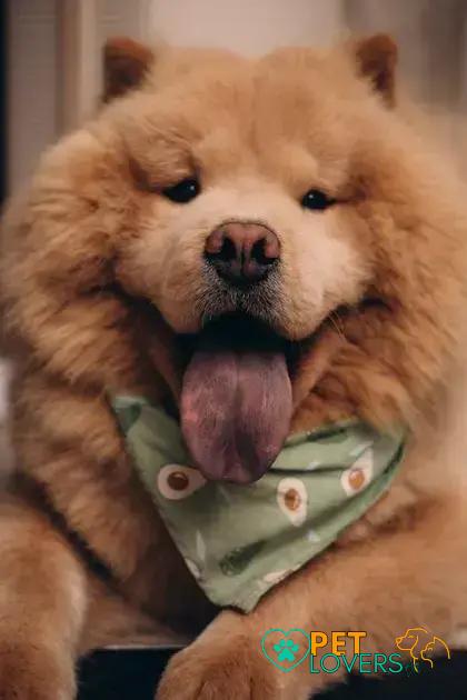 Curiosities About the Chow Chow: Discover Fascinating Facts and History