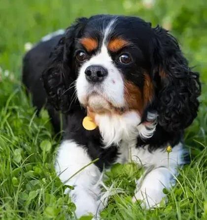 Curiosities about the Clumber Spaniel: Discover Intriguing Facts