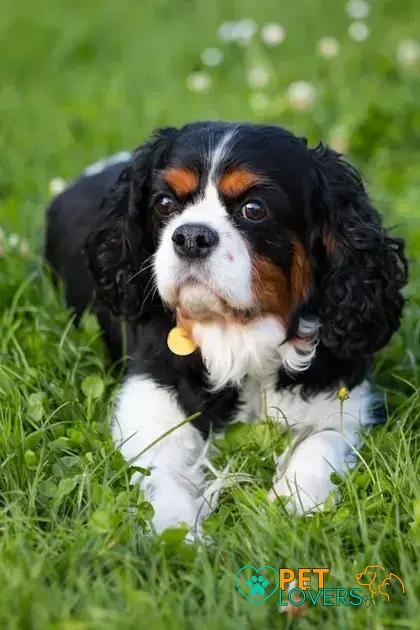 Curiosities about the Clumber Spaniel: Discover Intriguing Facts