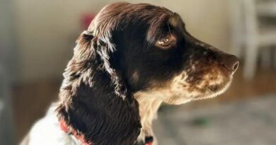 Curiosities About the Clumber Spaniel: Traits, History & Fun Facts