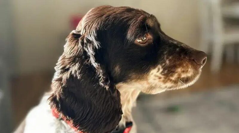 Curiosities About the Clumber Spaniel: Traits, History & Fun Facts