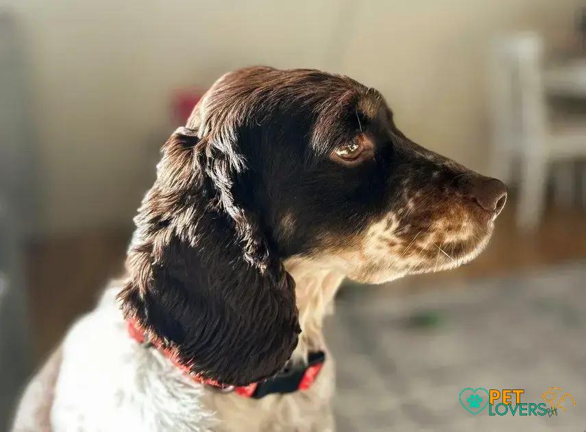 Curiosities About the Clumber Spaniel: Traits, History & Fun Facts