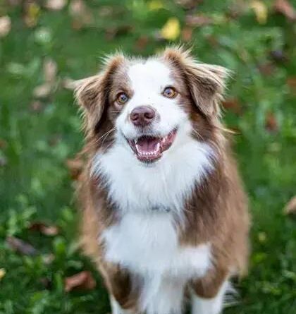 Curiosities About the Collie: Fascinating Facts About This Beloved Breed