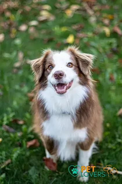 Curiosities About the Collie: Fascinating Facts About This Beloved Breed