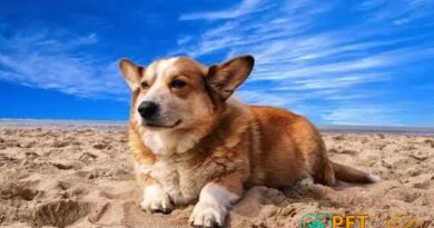 Curiosities About the Corgi: 7 Amazing Facts You Should Know