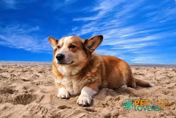 Curiosities About the Corgi: 7 Amazing Facts You Should Know