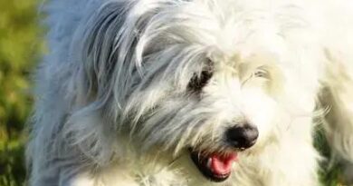 Curiosities about the Coton de Tulear That Will Surprise You