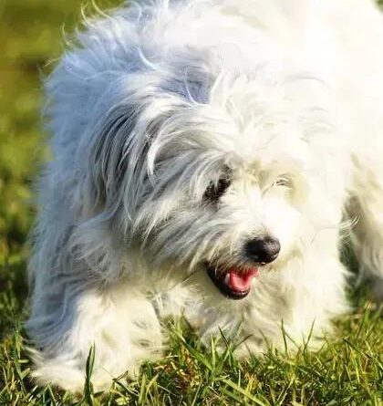 Curiosities about the Coton de Tulear That Will Surprise You