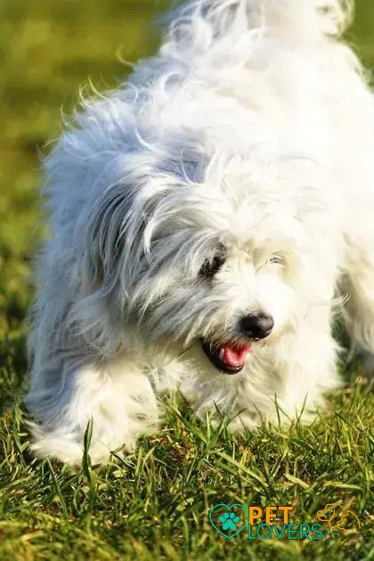 Curiosities about the Coton de Tulear That Will Surprise You