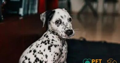 Curiosities About the Dalmatian: Discover Fun and Fascinating Facts