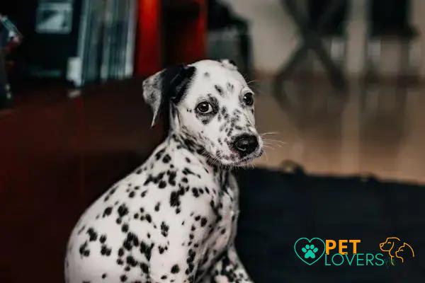 Curiosities About the Dalmatian: Discover Fun and Fascinating Facts