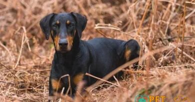 Curiosities about the Doberman: Fascinating Facts You Must Know