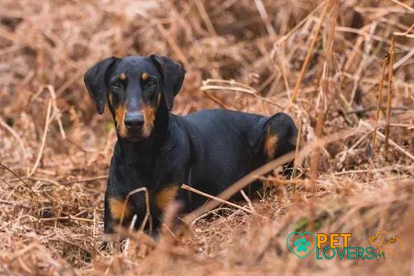 Curiosities about the Doberman: Fascinating Facts You Must Know