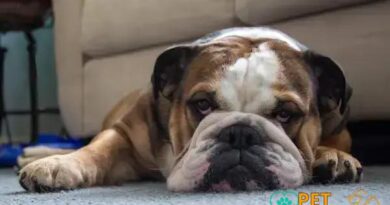 Curiosities About the English Bulldog: Fascinating Facts and History