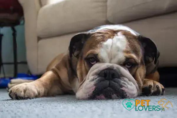 Curiosities About the English Bulldog: Fascinating Facts and History