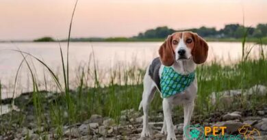 Curiosities About the English Foxhound: Fascinating Insights Revealed