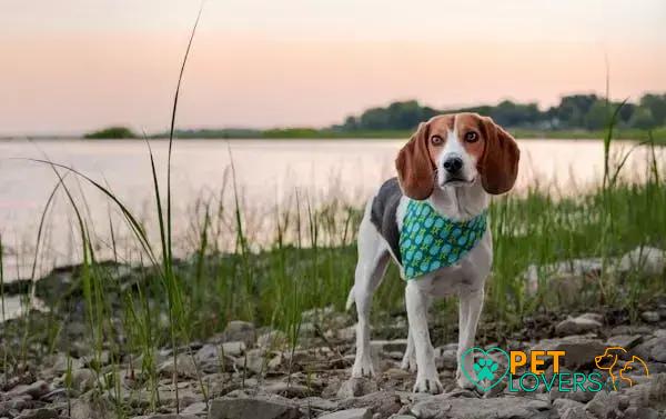 Curiosities About the English Foxhound: Fascinating Insights Revealed